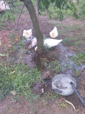 IMG_20200806_114410.jpg (181 KiB) Osservato 671 volte IMG_20200806_114410.jpg