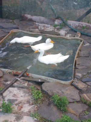 IMG_20200823_073636.jpg (104.02 KiB) Osservato 622 volte IMG_20200823_073636.jpg