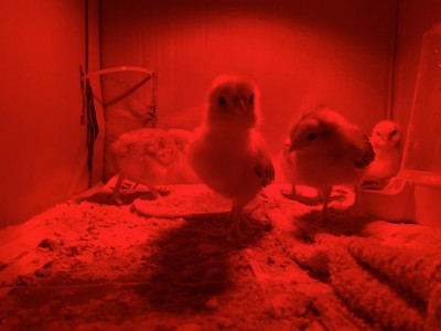 Ecco i piccoli nella camera calda haha / image.jpg image.jpg
