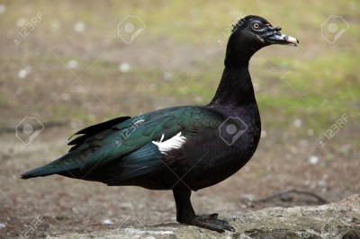 61813378-muscovy-duck-cairina-moschata-wildlife-bird-.jpg