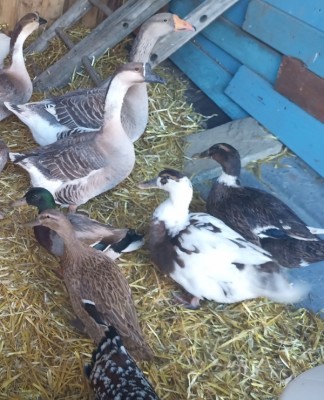 Le germanate (pezzata e marrone) / Resizer_16565909658910.jpg Resizer_16565909658910.jpg