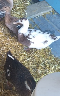 Resizer_16565912058790.jpg (355.71 KiB) Osservato 862 volte Resizer_16565912058790.jpg