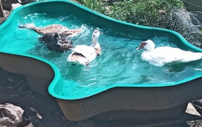 Maschio muta e germanate / Resizer_16565912848800.jpg Resizer_16565912848800.jpg