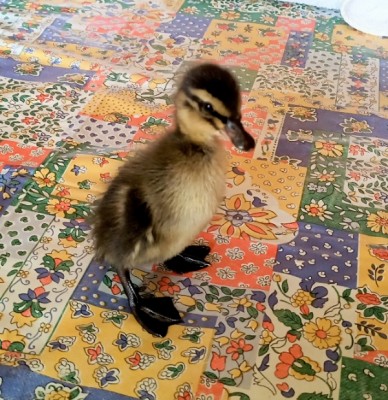 Germano reale / Resizer_16565913710870.jpg Resizer_16565913710870.jpg