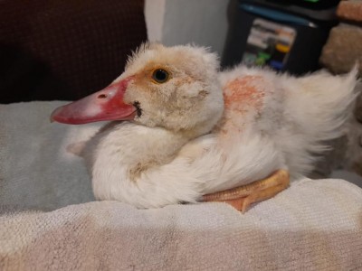 WhatsApp Image 2022-11-19 at 16.31.50.jpeg (70.13 KiB) Osservato 1110 volte WhatsApp Image 2022-11-19 at 16.31.50.jpeg