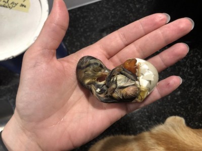 IMG_5388.jpeg (69.69 KiB) Osservato 1640 volte IMG_5388.jpeg