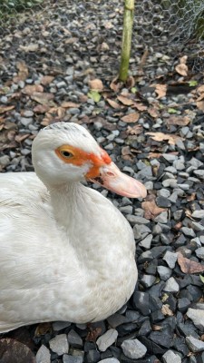 Anteprima / Unknown.jpeg Unknown.jpeg