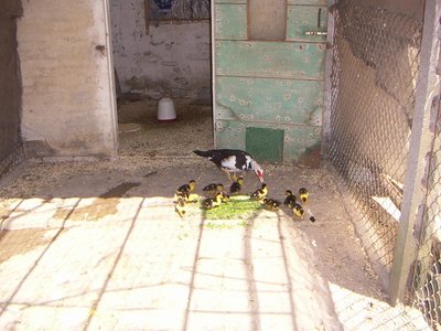 PICT0148a.JPG (161.36 KiB) Osservato 890 volte PICT0148a.JPG