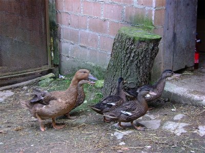 DSC03358-r.jpg (234.97 KiB) Osservato 704 volte DSC03358-r.jpg