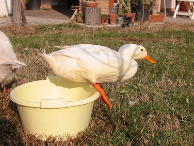 Bailey-genn.2006IMG_4071.jpg (164.43 KiB) Osservato 13418 volte Bailey-genn.2006IMG_4071.jpg