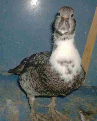 HPIM3067.jpg (17.08 KiB) Osservato 1200 volte HPIM3067.jpg