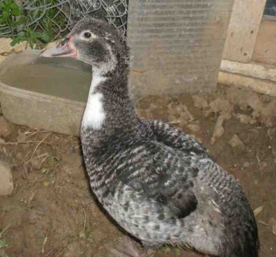 HPIM3065.jpg (25.29 KiB) Osservato 1166 volte HPIM3065.jpg