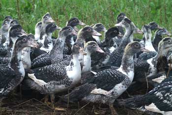 canard1.jpg canard1.jpg