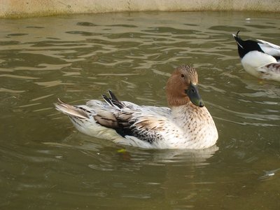 Carla Streicher / Carla1-IMG_2973.jpg Carla1-IMG_2973.jpg