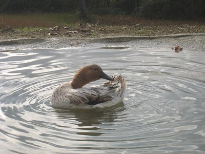 Carla Streicher - 11.12.11 / Carla3-IMG_2950.jpg Carla3-IMG_2950.jpg