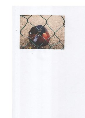 PAPERA DA INVIARE.jpg (17.96 KiB) Osservato 1041 volte PAPERA DA INVIARE.jpg