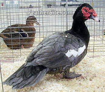 BlMuscDr.jpg BlMuscDr.jpg