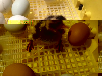 anat2.JPG (75.51 KiB) Osservato 1003 volte anat2.JPG