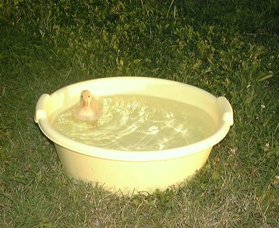 Bailey - 2002 / babyduckbath.jpg babyduckbath.jpg