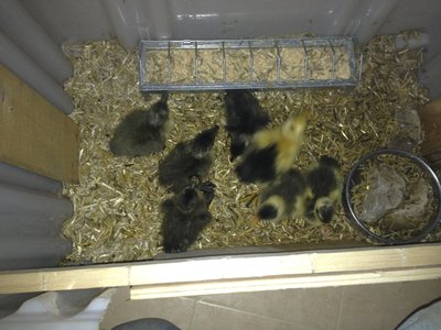 IMG_0468.jpg (121.83 KiB) Osservato 894 volte IMG_0468.jpg