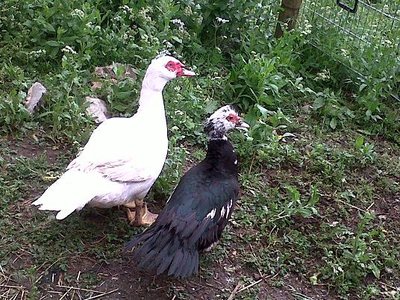 IMG00146-20120422-1130.jpg (86.33 KiB) Osservato 752 volte IMG00146-20120422-1130.jpg