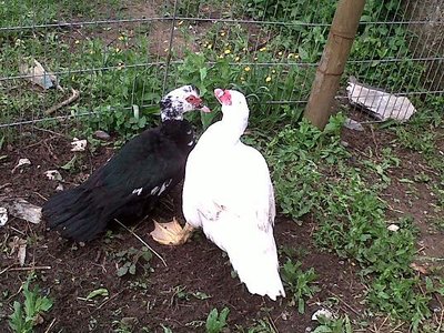 IMG00147-20120422-1132.jpg (81.1 KiB) Osservato 755 volte IMG00147-20120422-1132.jpg