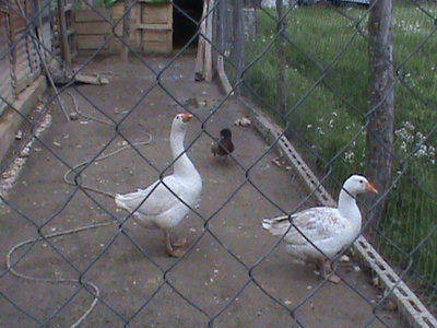 Coppia di oche / DSC00594.JPG DSC00594.JPG