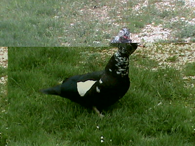 Il maschio in tutta la sua bellezza !! / DSC00607.JPG DSC00607.JPG