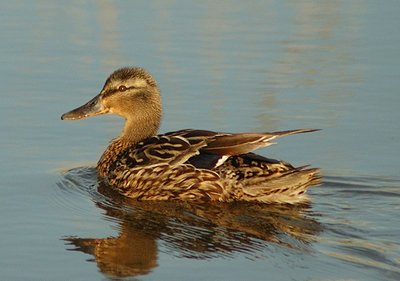 anasplathyrhynchos_f.jpg (84.35 KiB) Osservato 1526 volte anasplathyrhynchos_f.jpg