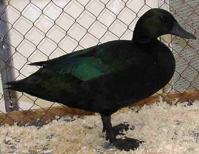 smeraldo.jpg (33.64 KiB) Osservato 1526 volte smeraldo.jpg