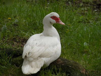 femmina / 25537_1444750647186_1485725822_1306046_2770421_n.jpg 25537_1444750647186_1485725822_1306046_2770421_n.jpg