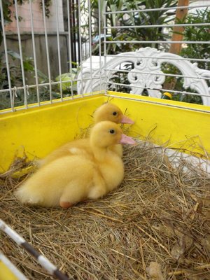 quella col becco più chiaro è quella uccisa!!! / 40084_1571064044942_1485725822_1646354_83713_n.jpg 40084_1571064044942_1485725822_1646354_83713_n.jpg