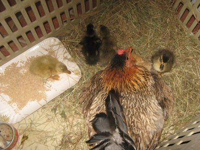 img_2135picc.jpg (219.42 KiB) Osservato 9489 volte img_2135picc.jpg