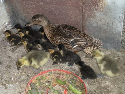 Pulcini.JPG (368.4 KiB) Osservato 1393 volte Pulcini.JPG