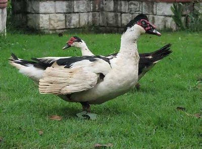 Ducks%20Arrive%20-%200990.jpg (25.53 KiB) Osservato 742 volte Ducks%20Arrive%20-%200990.jpg