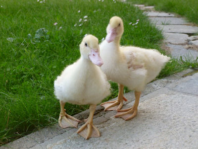 Anatre01r.jpg Anatre01r.jpg