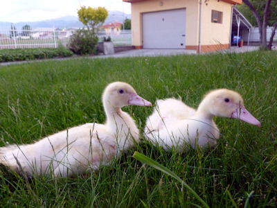 Anatre02r.jpg Anatre02r.jpg