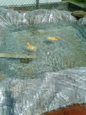 laghetto n.jpg laghetto n.jpg