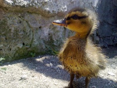 270520121084.jpg (66.71 KiB) Osservato 4597 volte 270520121084.jpg