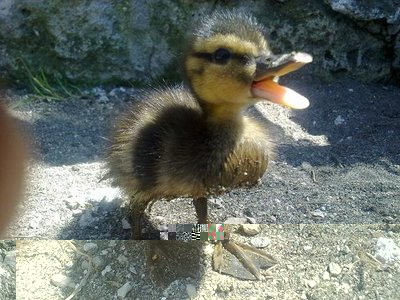 270520121081.jpg (81.82 KiB) Osservato 4597 volte 270520121081.jpg