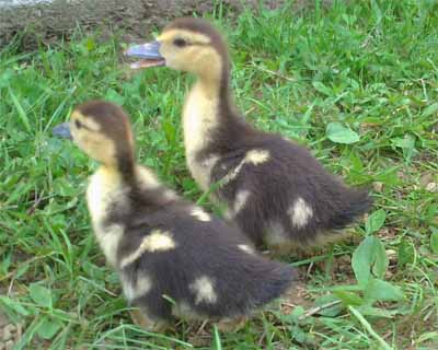 piccoli.jpg piccoli.jpg