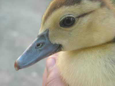 piccolo2.jpg piccolo2.jpg