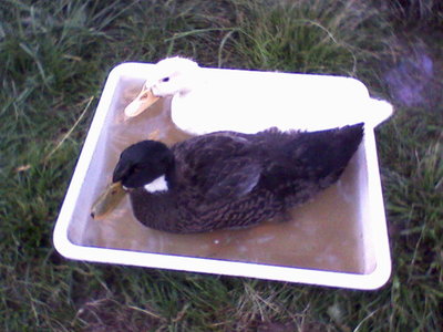 La vaschetta si fa stretta.jpg (82.08 KiB) Osservato 1215 volte La vaschetta si fa stretta.jpg