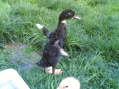 25042012(016).jpg (139.7 KiB) Osservato 1181 volte 25042012(016).jpg