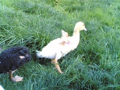 25042012(018).jpg (138.29 KiB) Osservato 1181 volte 25042012(018).jpg