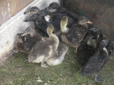 DSCN3255.JPG (331.48 KiB) Osservato 1196 volte DSCN3255.JPG