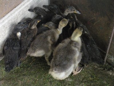 DSCN3258.JPG (315.98 KiB) Osservato 1196 volte DSCN3258.JPG