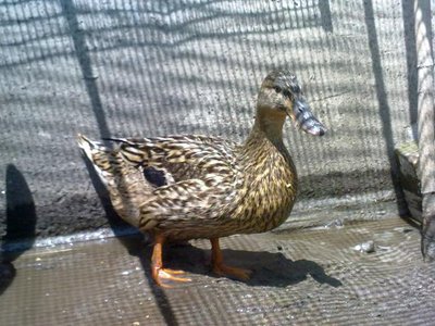 100520121030.jpg (67.36 KiB) Osservato 972 volte 100520121030.jpg