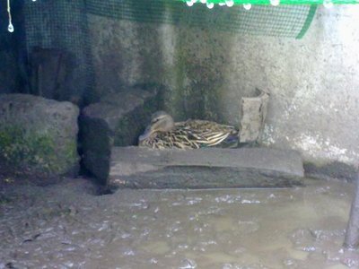 280520121090.jpg (41.97 KiB) Osservato 972 volte 280520121090.jpg