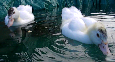 Becco01.jpg Becco01.jpg